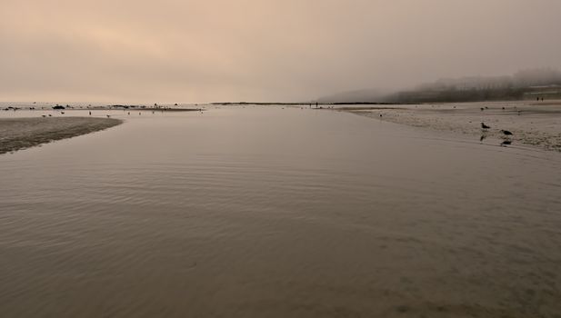 A tranquil beach with misty fog and gentle waves, populated by seabirds.