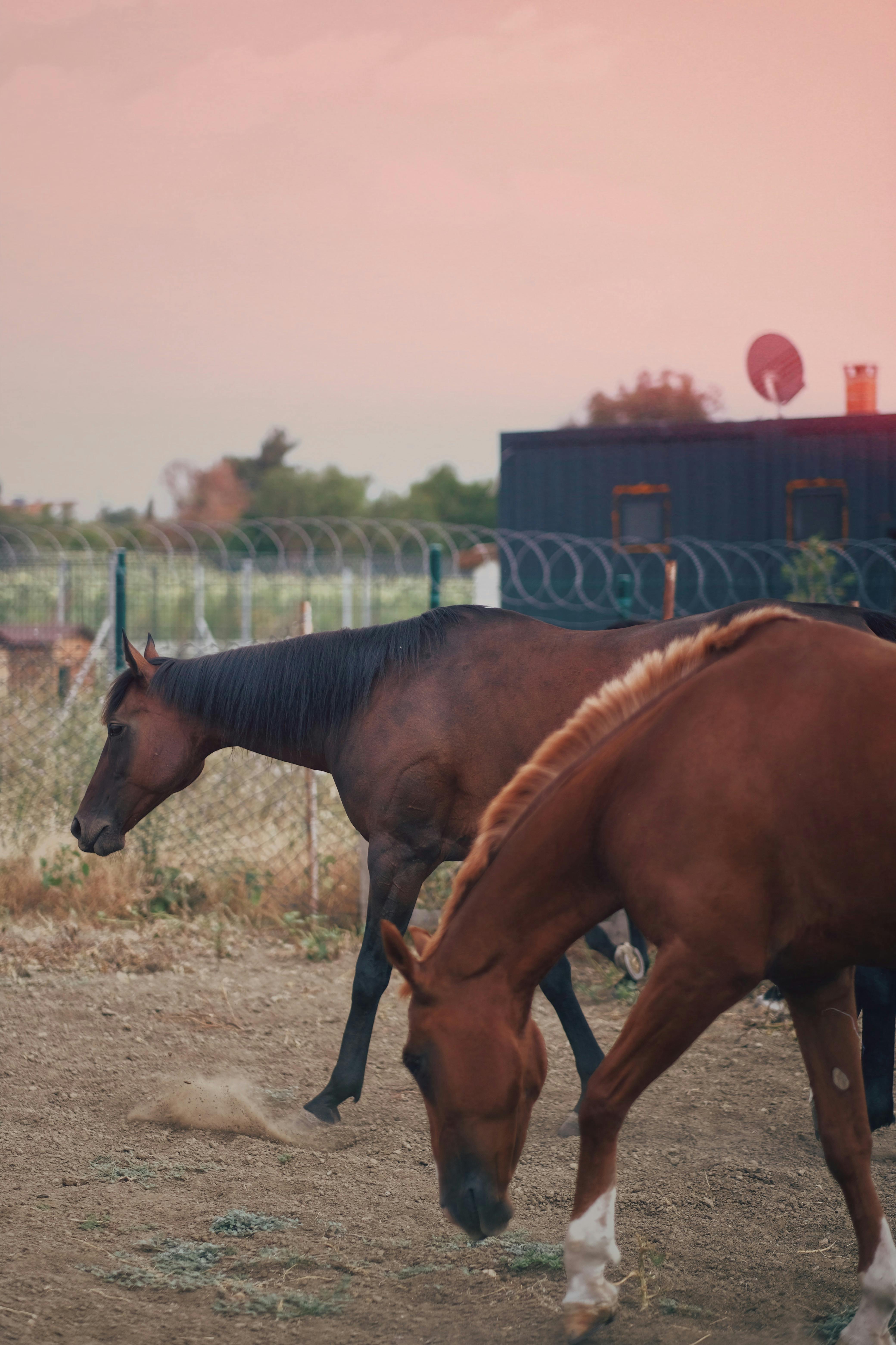 Beautiful horses grazing on a ranch during a tranquil sunset with a warm-toned sky.