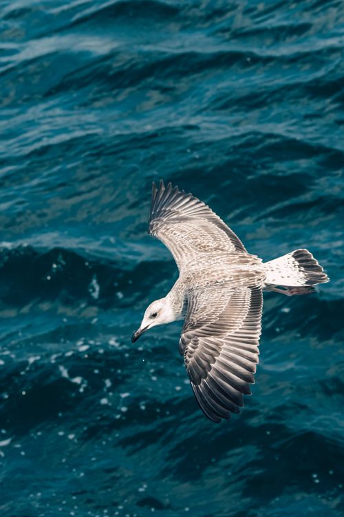 Free A seagull soaring gracefully over the blue waters of the Bosphorus, Istanbul. Stock Photo