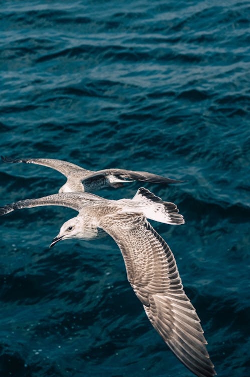 Δωρεάν στοκ φωτογραφιών με γλάροι, θάλασσα, θαλάσσια πτηνά