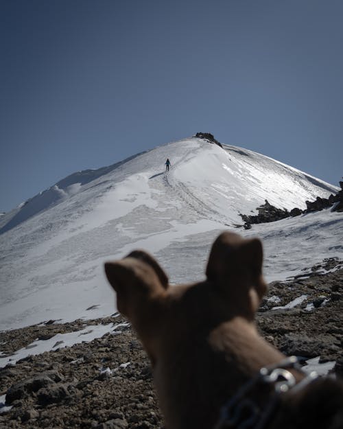 Kostenloses Stock Foto zu abenteuer, berg, bergsteiger