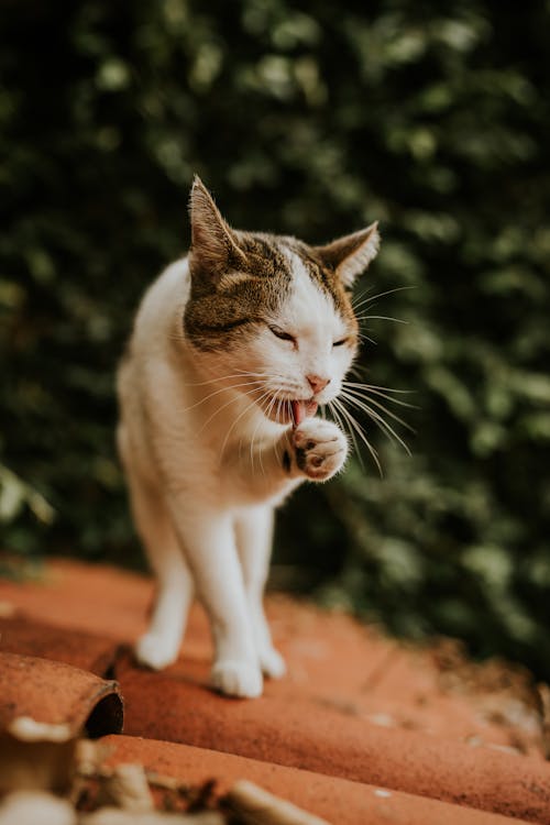 Kostenloses Stock Foto zu dach, haustier, katze