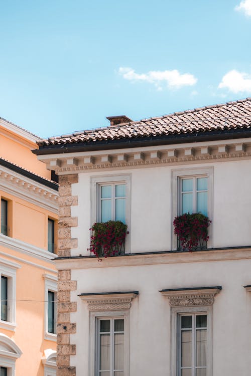 Plants with Pink Flowers on Windows