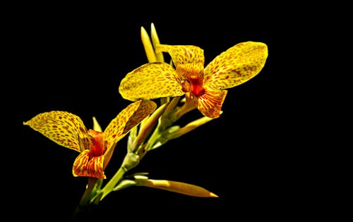 Gratis lagerfoto af canna indica, gule blomster, indisk skud