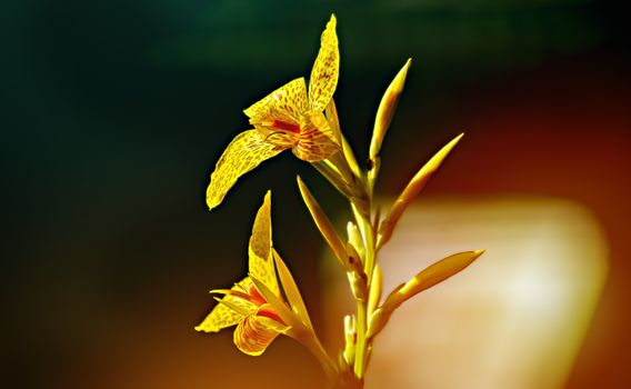 Close-up on Yellow Canna Lily Flowers