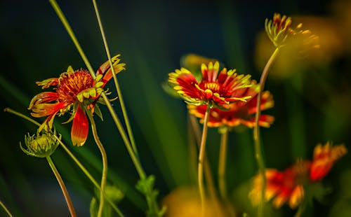 Macro of Wild Flowers Growing in Field