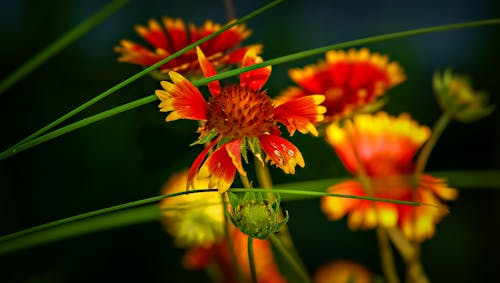 免费 植物群, 特写, 盛开的鲜花 的 免费素材图片 素材图片