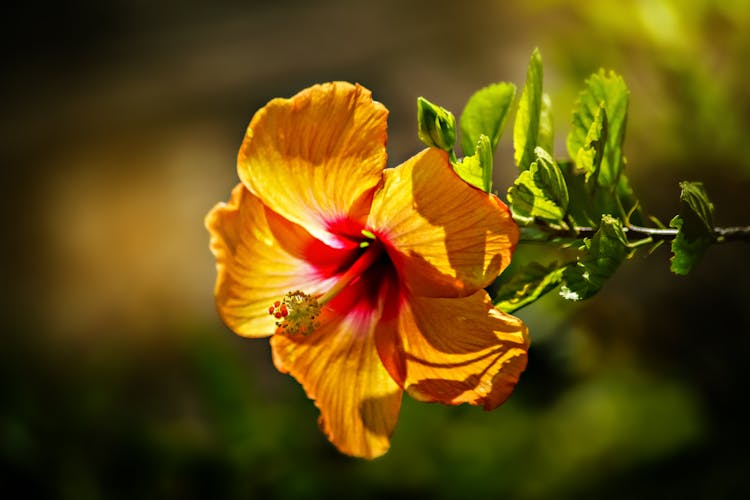 Close-up Of A Yellow Flower 