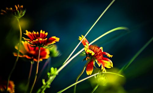 Kostnadsfri bild av blomfotografi, blommor, blomning