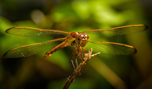 Free A vibrant dragonfly perched on a twig against a blurred green background. Stock Photo