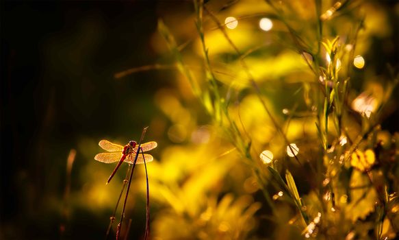 A stunning close-up of a dragonfly on a stem with golden bokeh, highlighting its delicate wings.