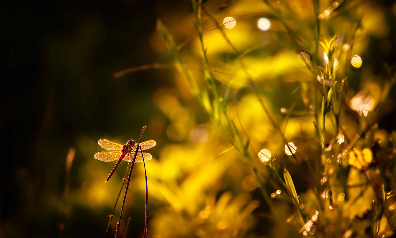 a stunning close up of a dragonfly on a stem with golden bokeh highlig