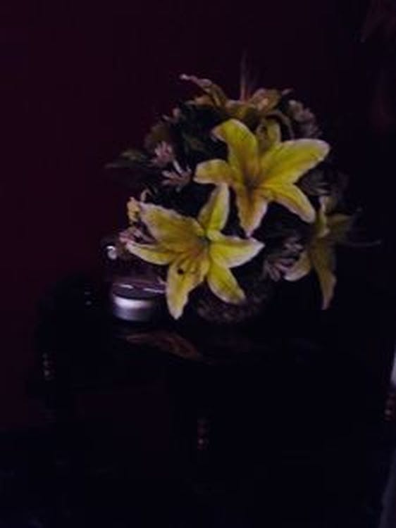 27 Gambar Bunga Dalam Gelap Gambar Bunga HD 27 Gambar Bunga Dalam Gelap Gambar Bunga HD