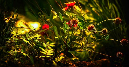 Close-up of Wildflowers and Grass