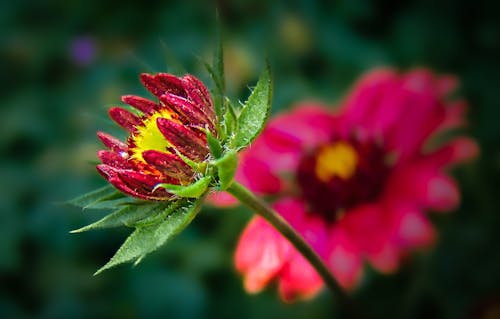 Fotos de stock gratuitas de de cerca, enfoque selectivo, flor