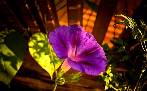Fotos de stock gratuitas de color brillante, de cerca, flor lila
