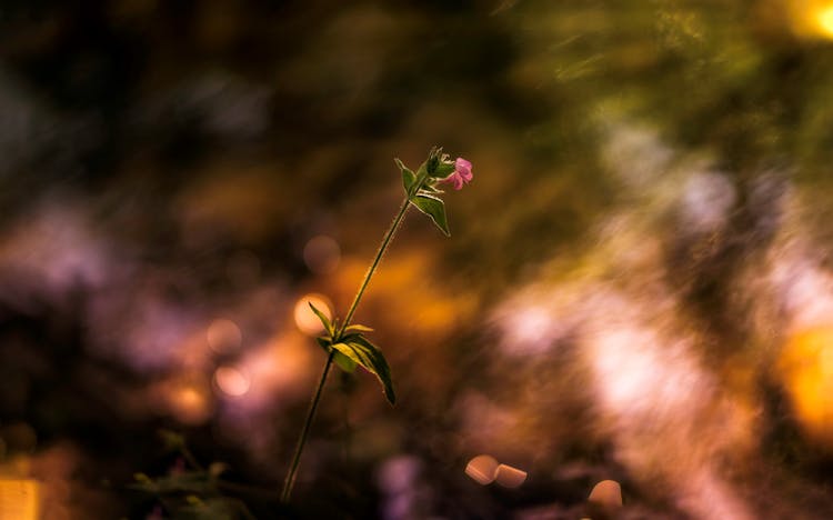 A Stem Of Pink Flower 