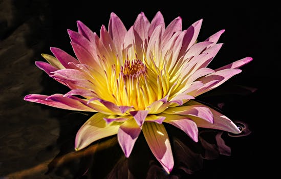 Image by Ray Bilcliff