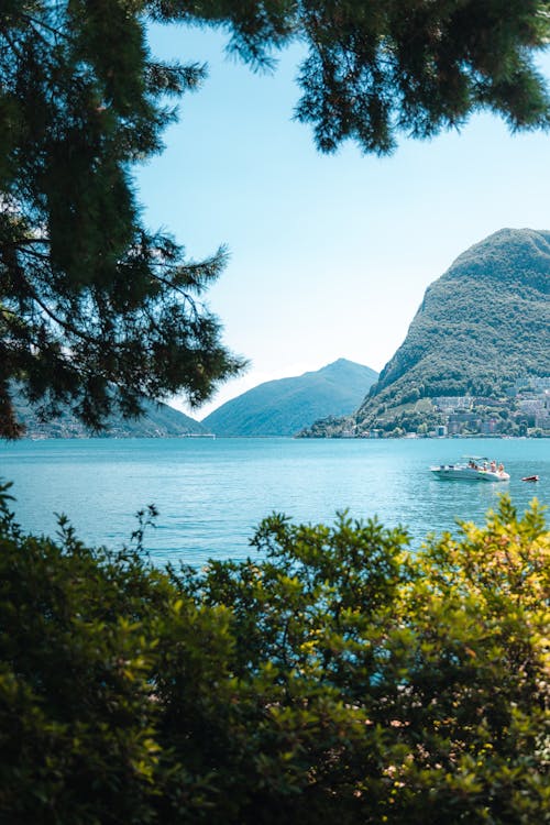 Green Trees Near Body of Water