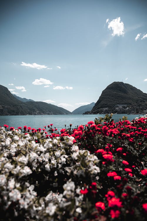 Pink and White Flowers Near Body of Water