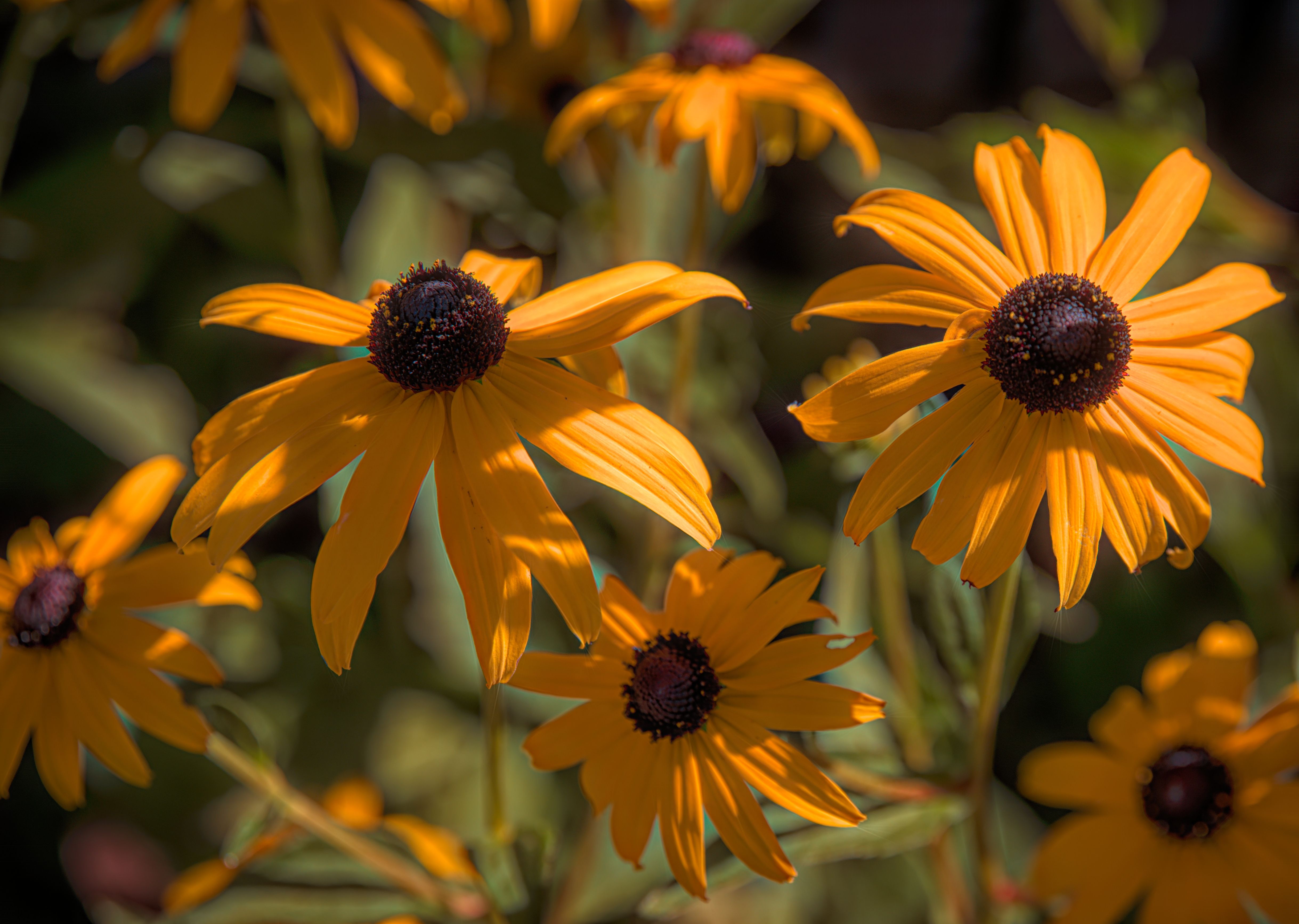 Yellow Flowers in Close Up Photography · Free Stock Photo