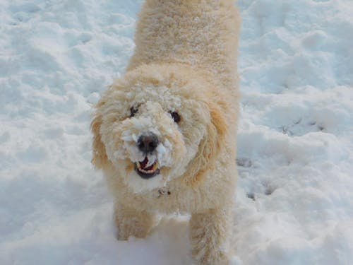 Gratis stockfoto met hond, sneeuw, spaanse waterhond