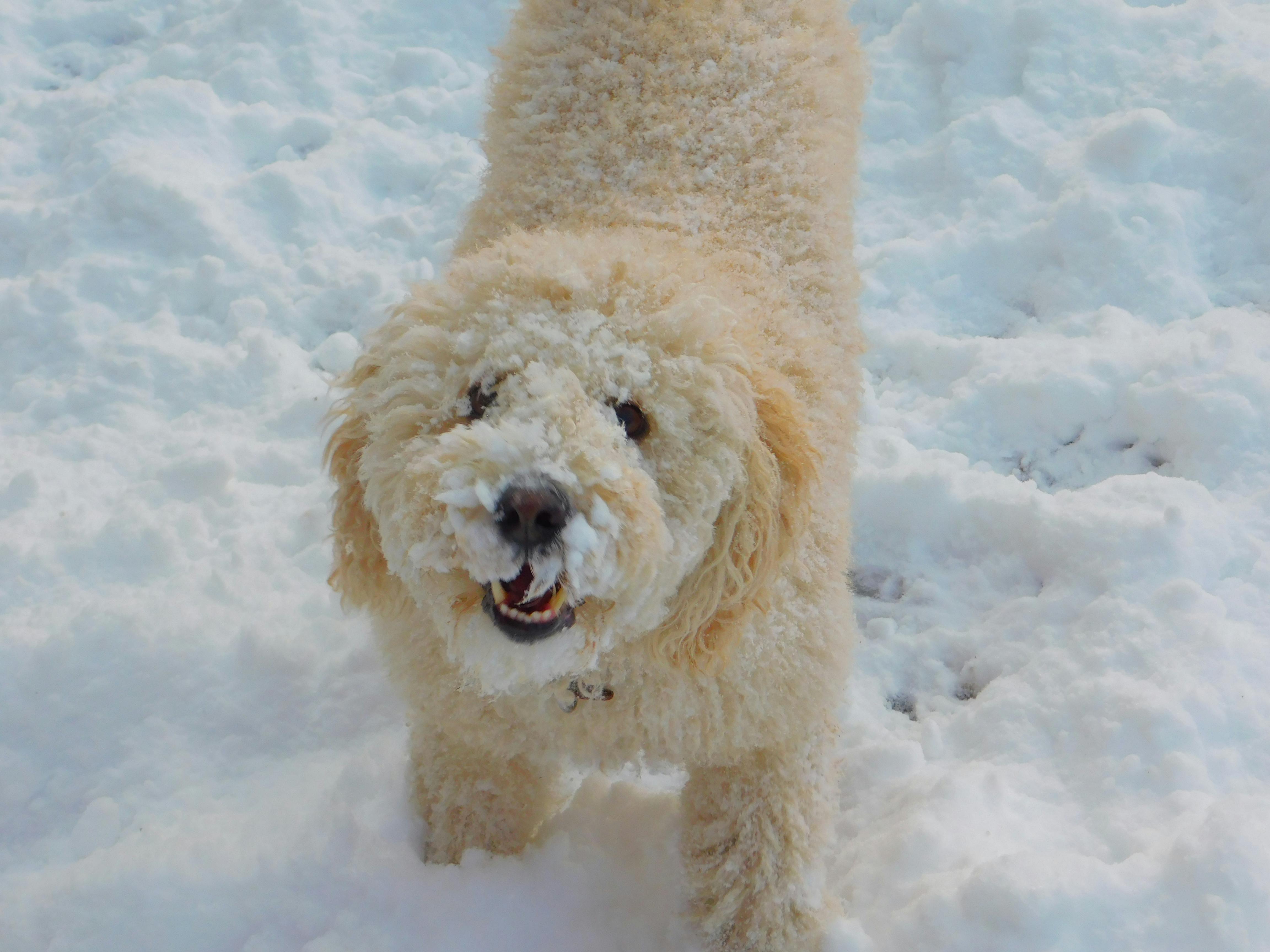 Kostenloses Foto zum Thema hund, schnee, spanischer wasserhund