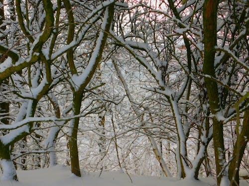 Gratis lagerfoto af sne, træer, vinter