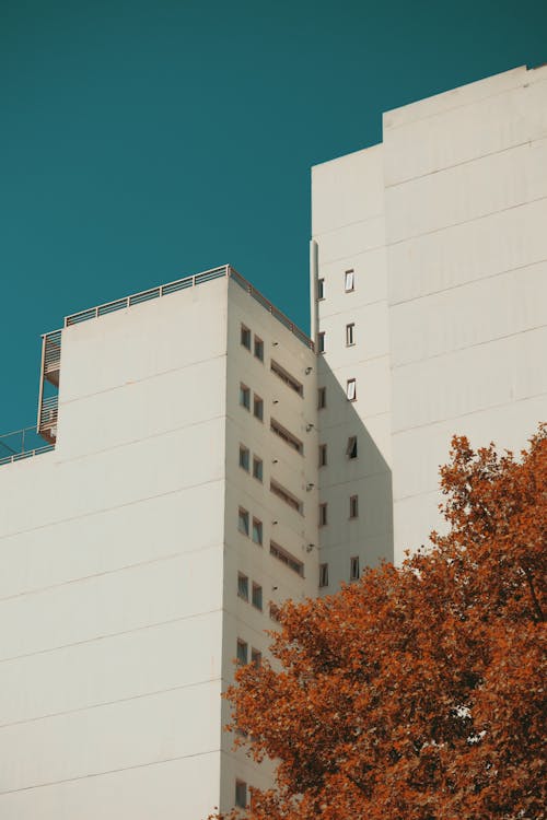 Free White High Apartment Buildings and an Autumnal Tree Stock Photo
