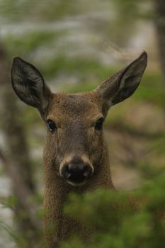 Close-up of a deer in El Chaltén, Santa Cruz Province, Argentina forest.