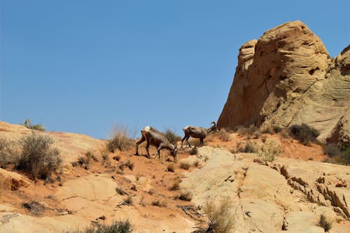Free Wild Goats on Brown mountain Stock Photo