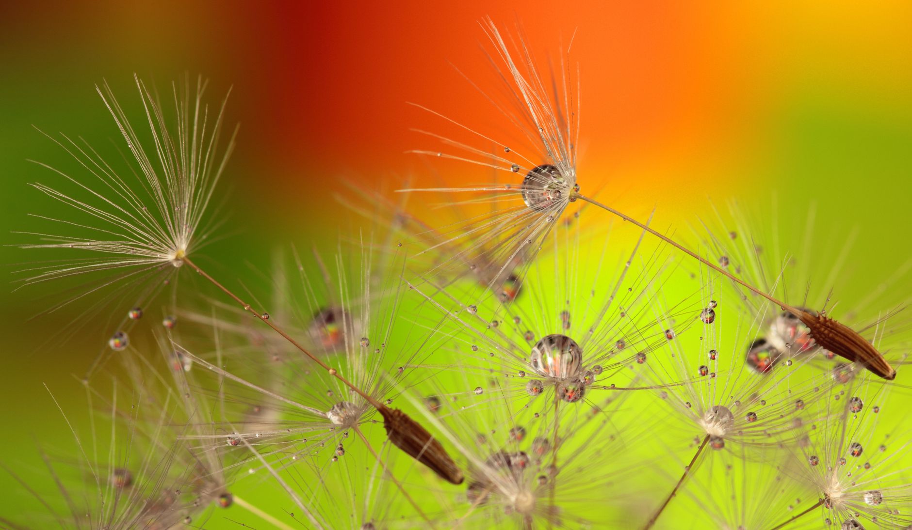 Vibrant macro image of dandelion seeds adorned with dewdrops against a colorful background.