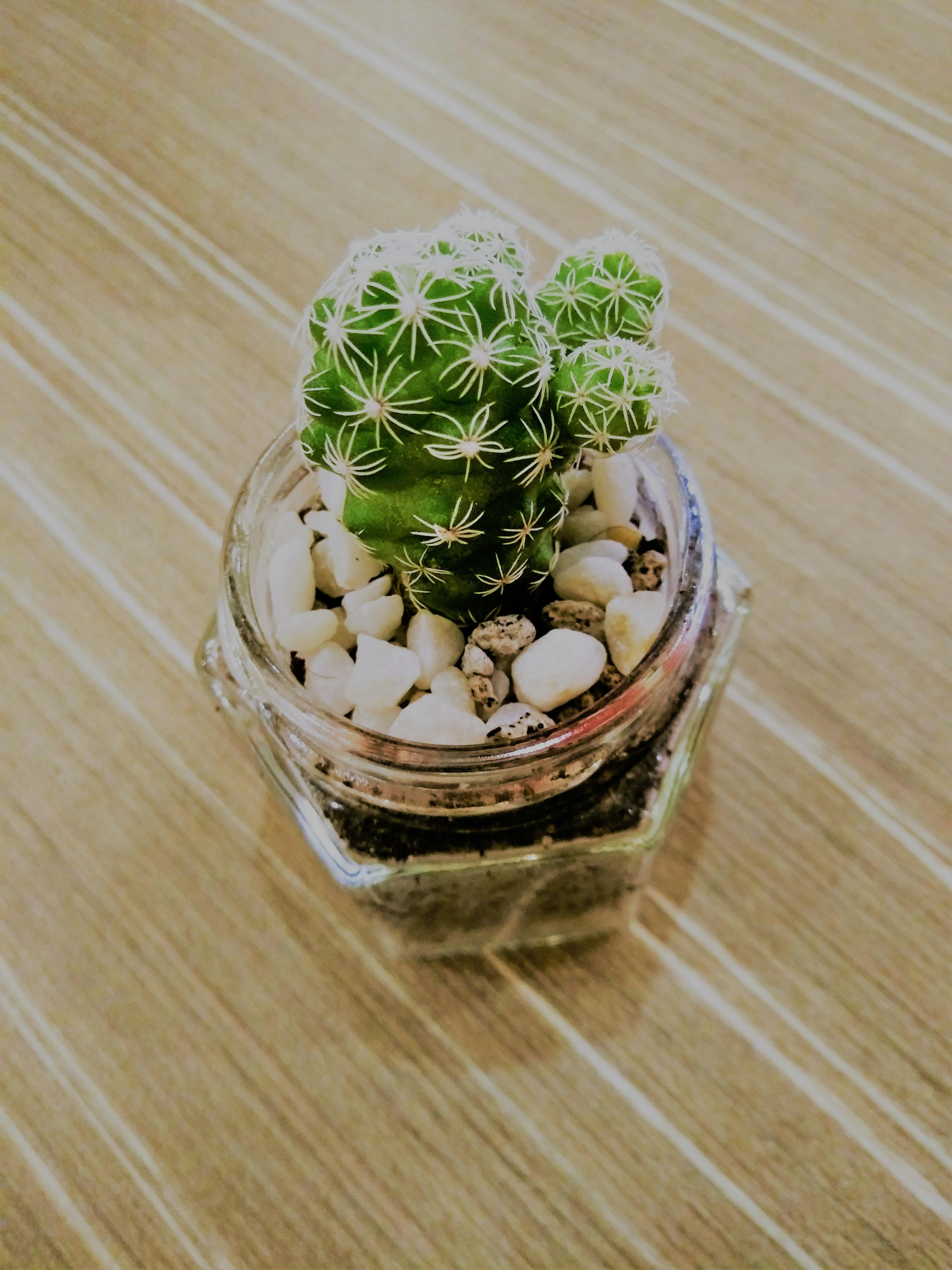 Free stock photo of cactus, officespace, succulent plant