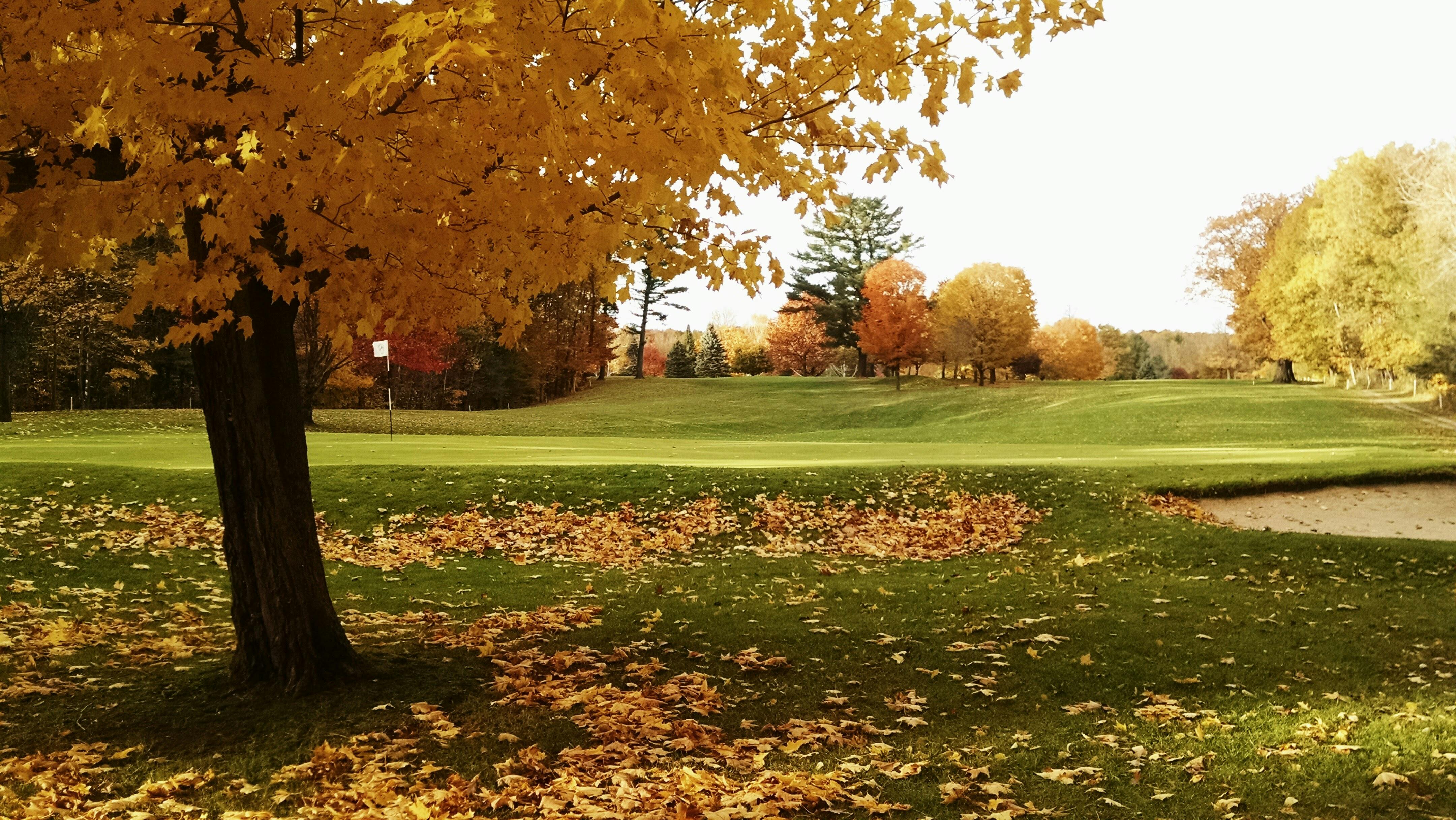 Free stock photo of autumn scene golf course