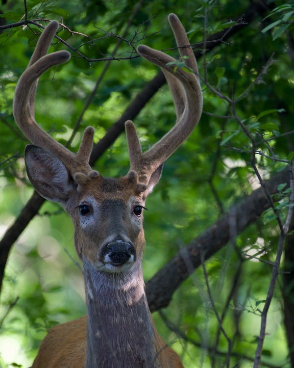 Brown Deer in Close Up Shot