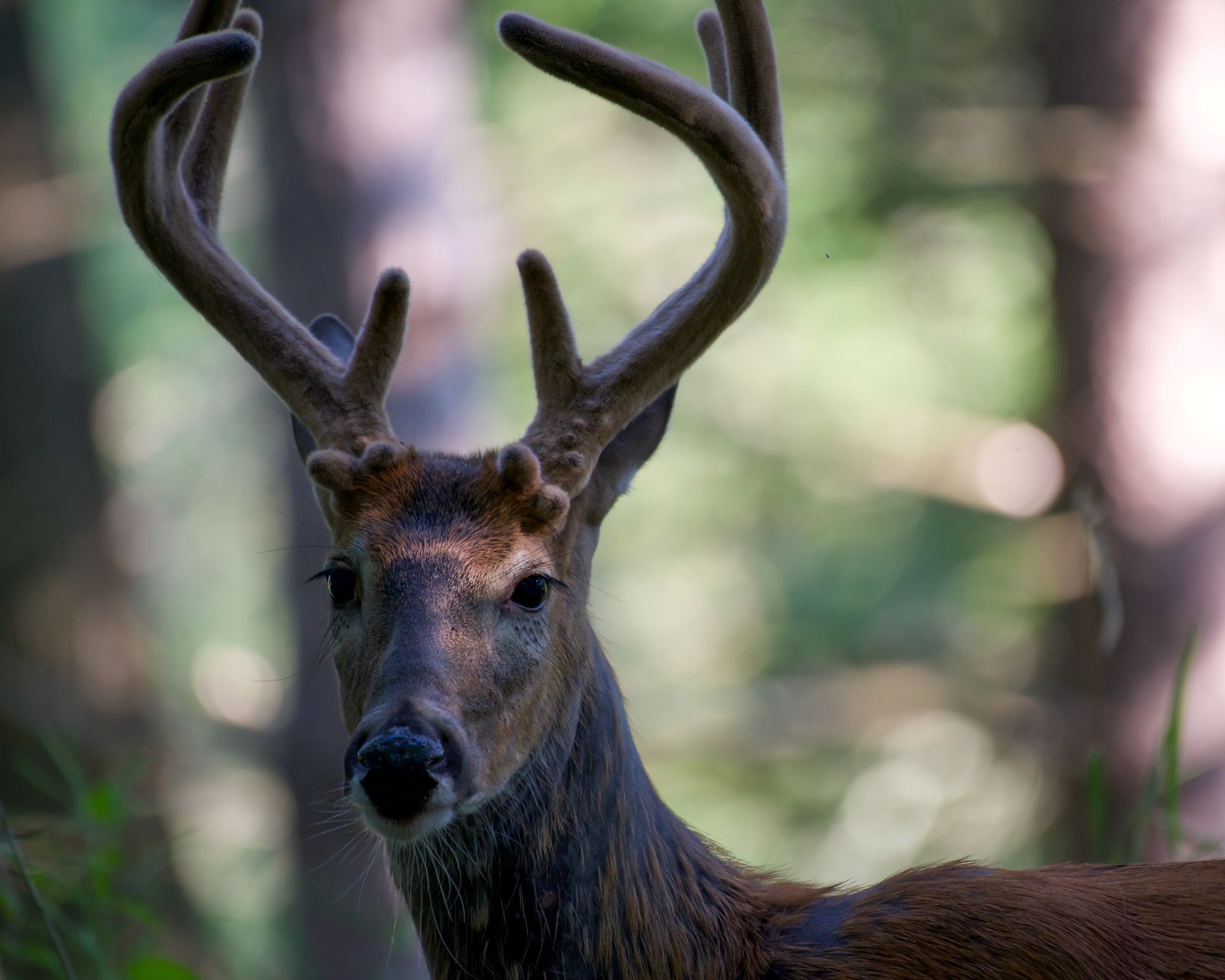 Close-up of a white-tailed deer with antlers in a forest setting, showcasing wildlife beauty.