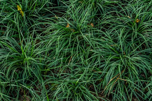 Mondo Grass in Close-up Photography