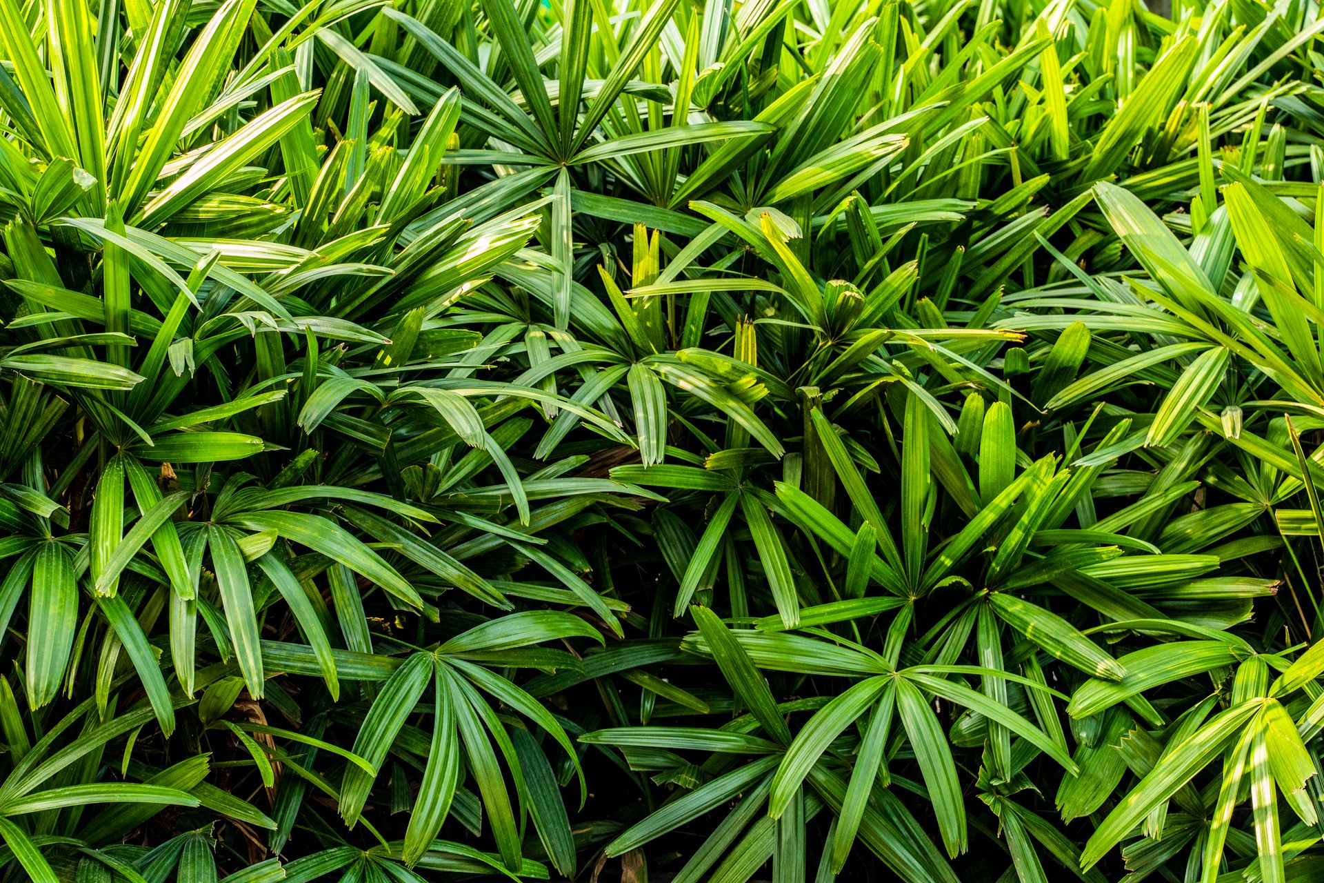 Close-up of lush green broadleaf lady palm foliage, showcasing vibrant tropical plant leaves.