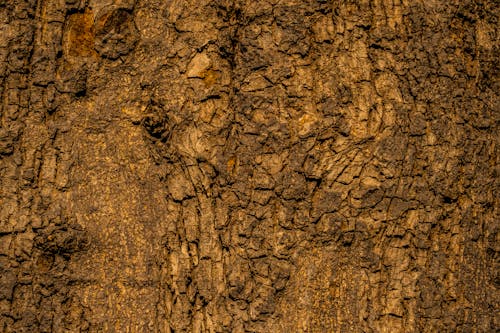 Tree Trunk in Close Up Photography