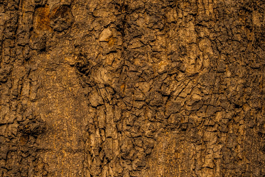 Trunk Image Tree Trunk in Close Up Photography · Free Stock Photo