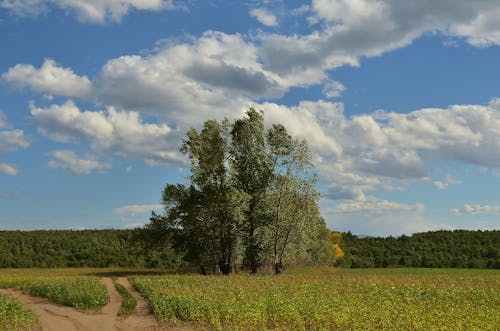 Imagine de stoc gratuită din arbori, câmp, cer albastru