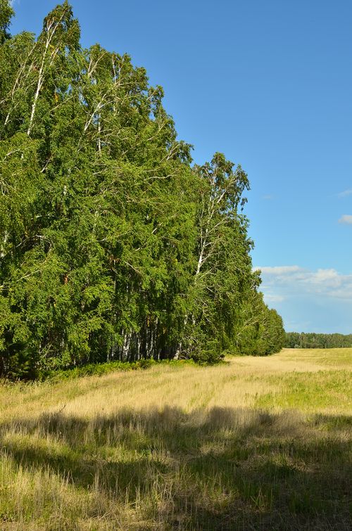 Free A peaceful rural landscape featuring a vibrant blue sky, lush green trees, and a sprawling grass field. Stock Photo