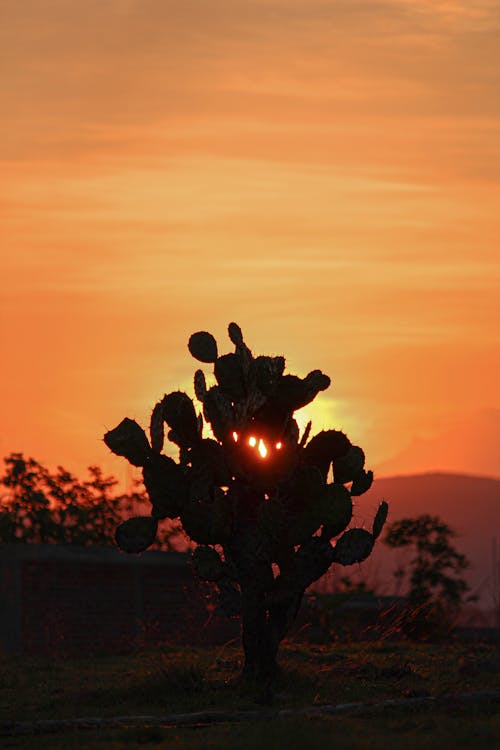 Silhouette of Cactus Plant Under Golden Sky