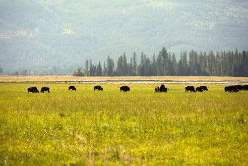 Základová fotografie zdarma na téma american bison, fotografie divoké přírody, fotografování zvířat