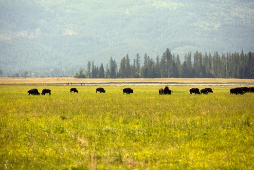 American bison herd graze peacefully in a lush green field with forested mountains in the background.