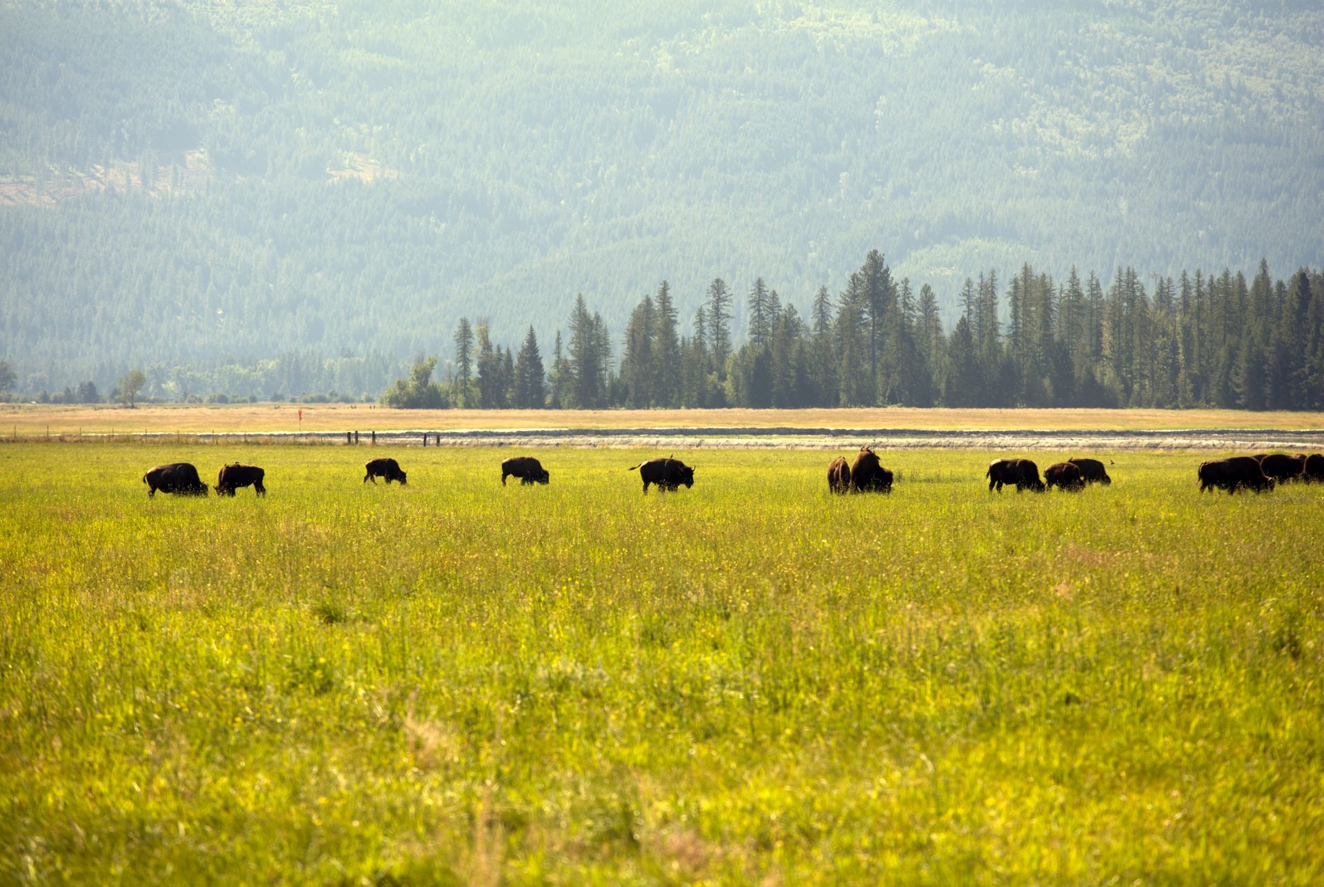 Herd of American Bison on a Grass Field