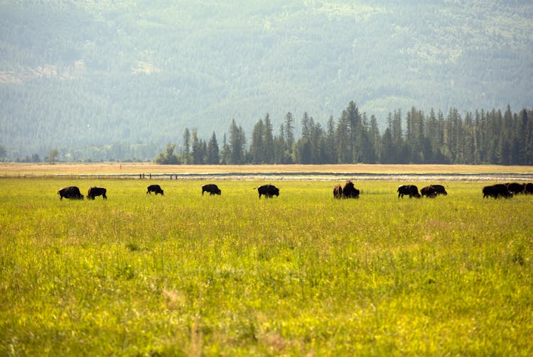 American Bison