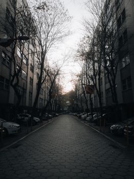 A tranquil city street lined with bare trees and parked cars under the soft light of dusk.