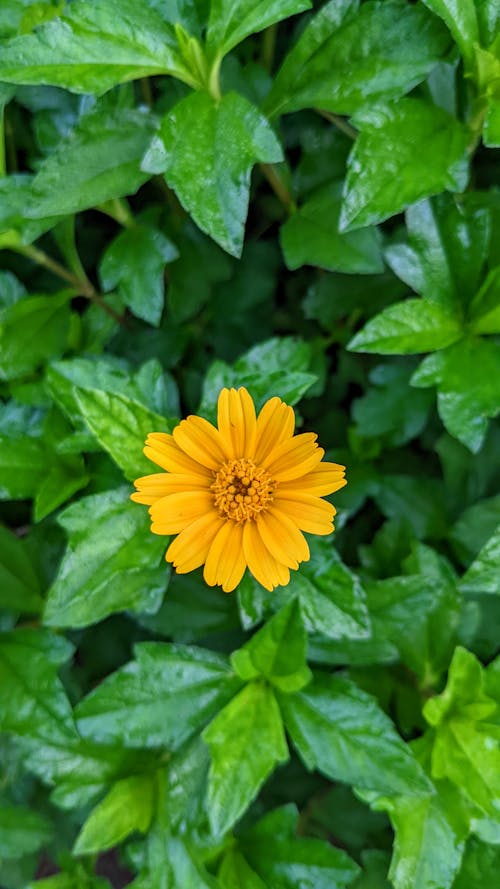 Green Leaves and a Single Yellow Flower