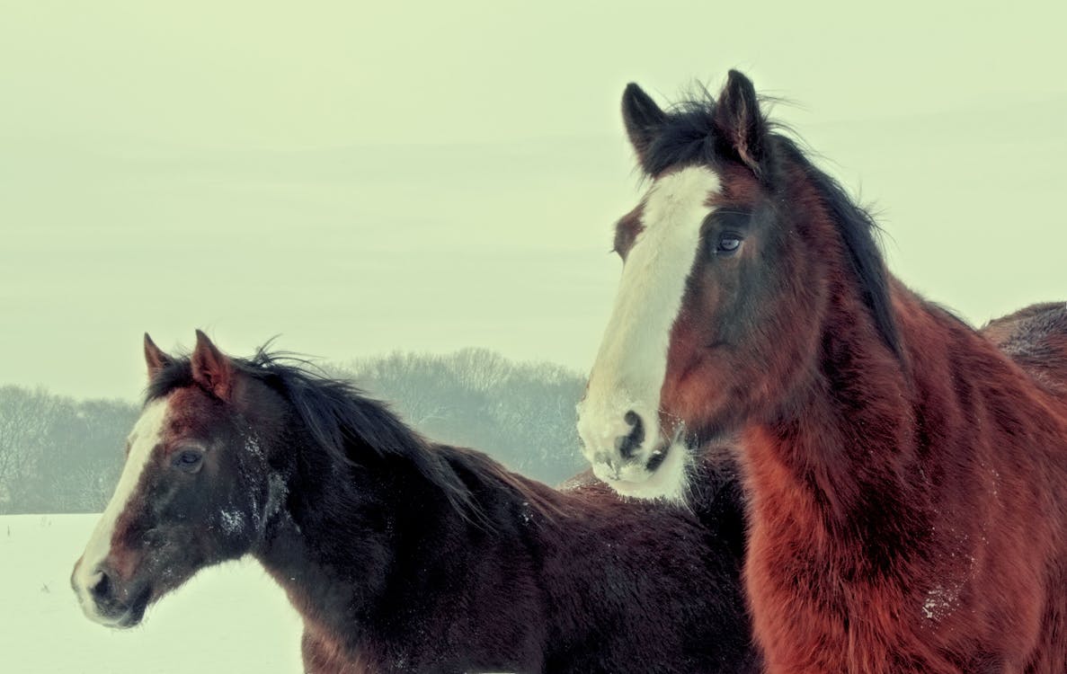 Free stock photo of animals, brown, horse Stock Photo